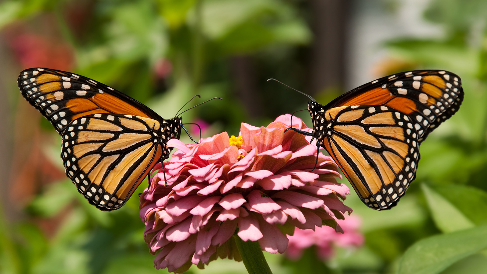 Reviving The Monarch Population: How can we help the Monarch?
